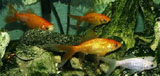 Four common goldfish